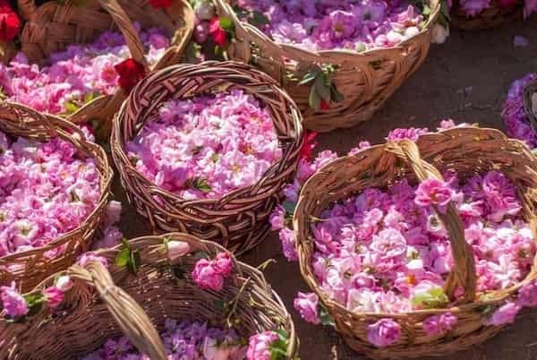 تصویر 3 از قیمت گلاب پس آب ارگانیک + خرید باور نکردنی
